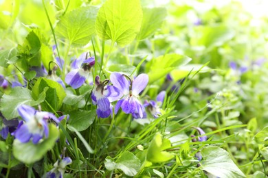 Photo of Beautiful wild violet flowers blooming outdoors. Spring wood