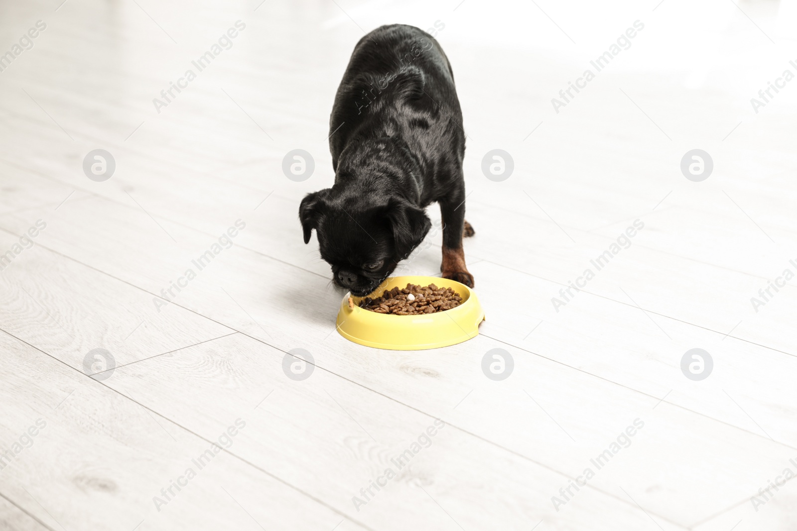 Photo of Adorable black Petit Brabancon dog with feeding bowl on wooden floor