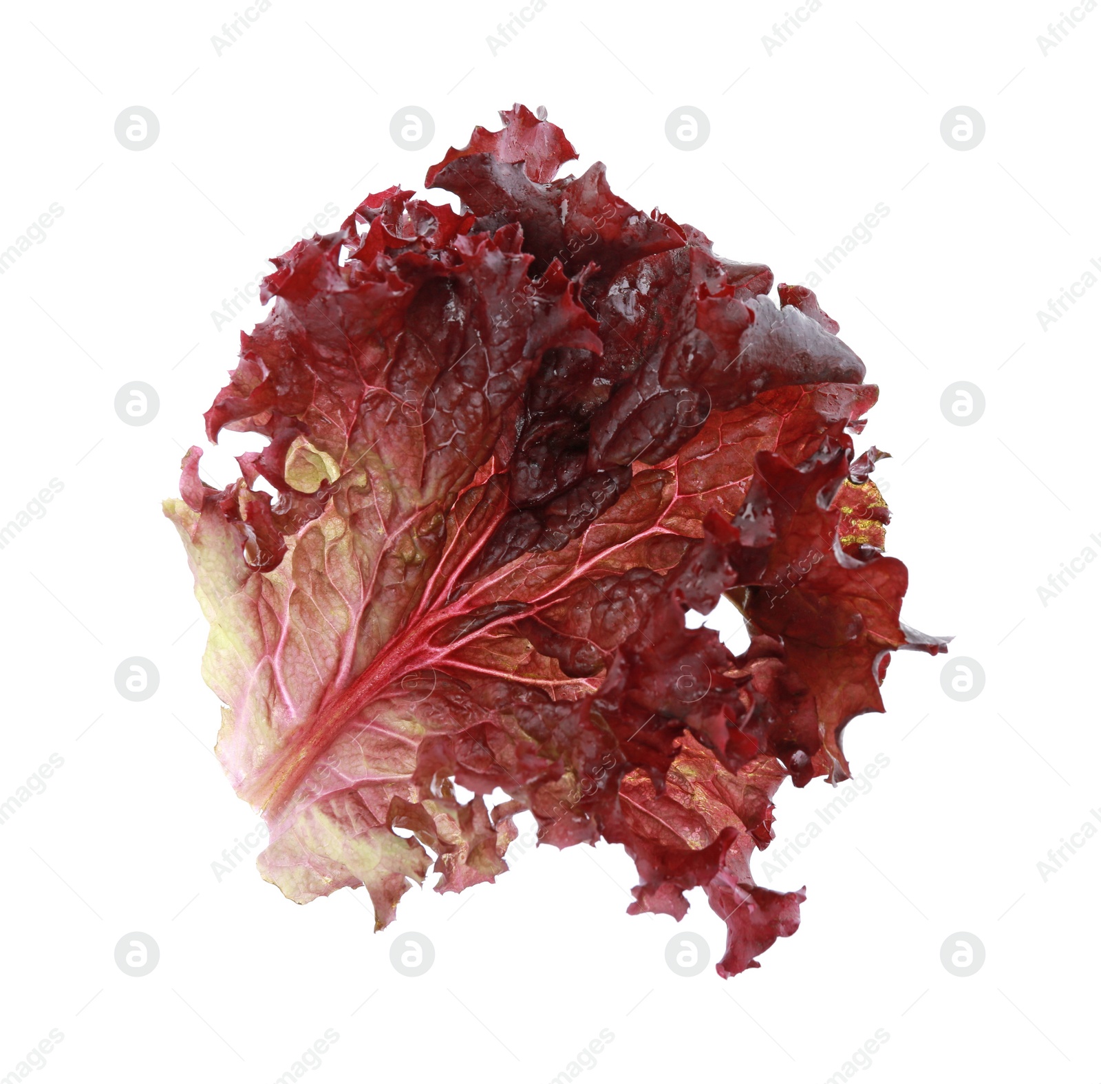 Photo of Leaf of fresh red coral lettuce isolated on white