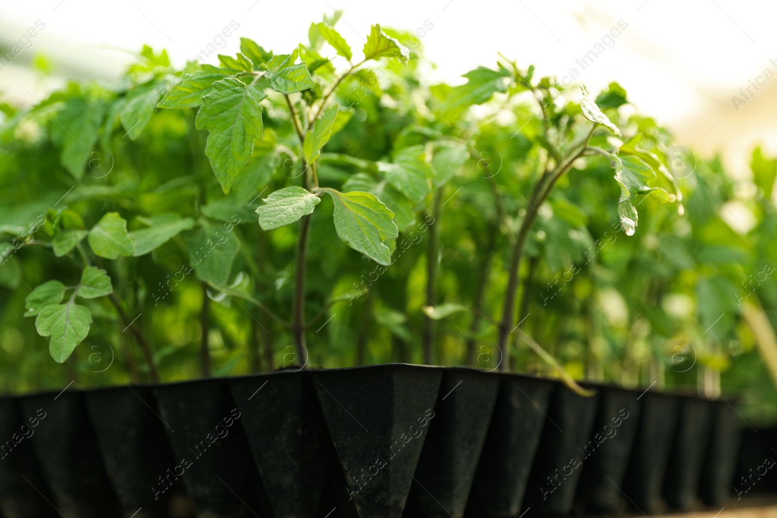 Photo of Many green tomato plants in seedling tray on table