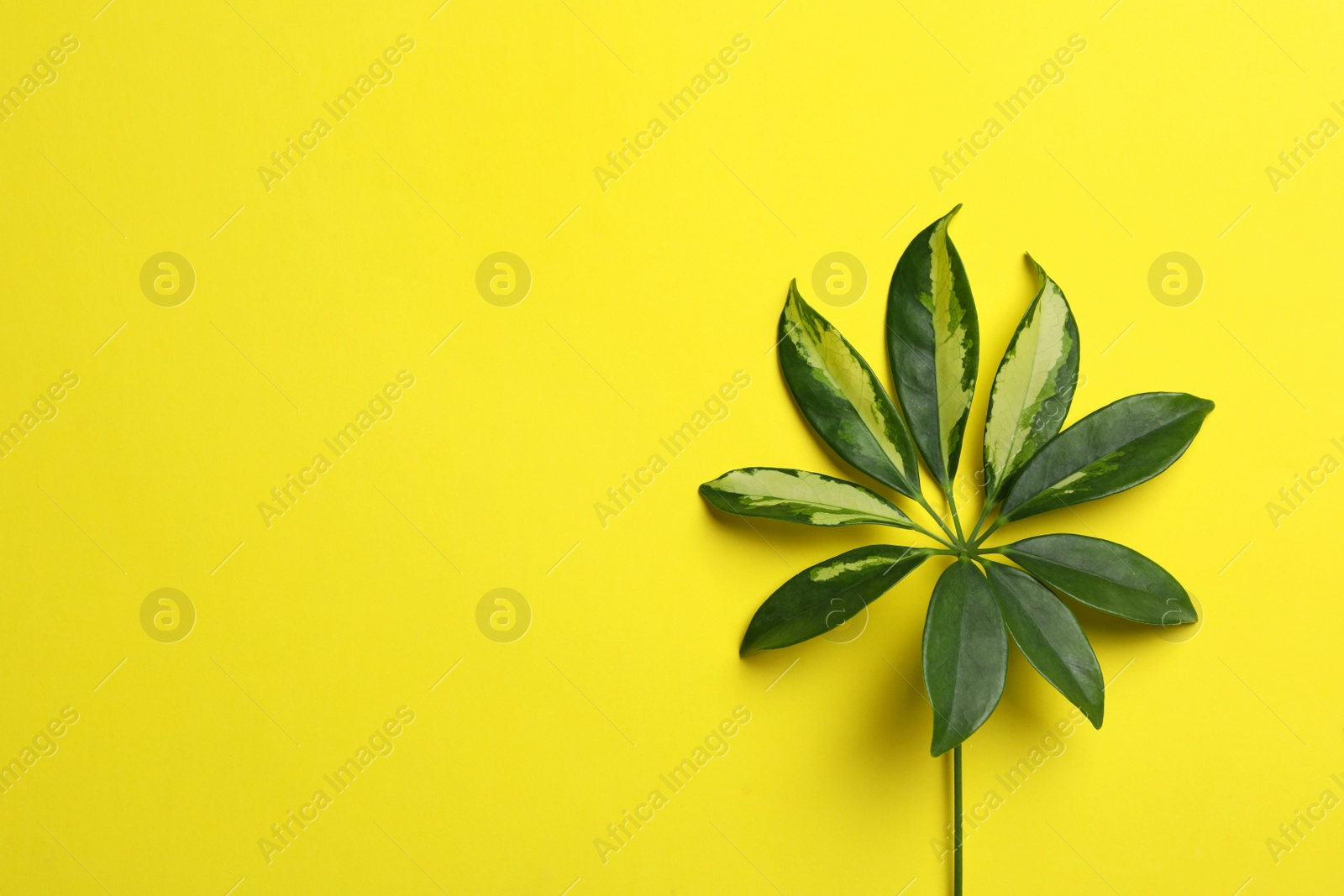 Photo of Leaf of tropical schefflera plant on color background, top view with space for text