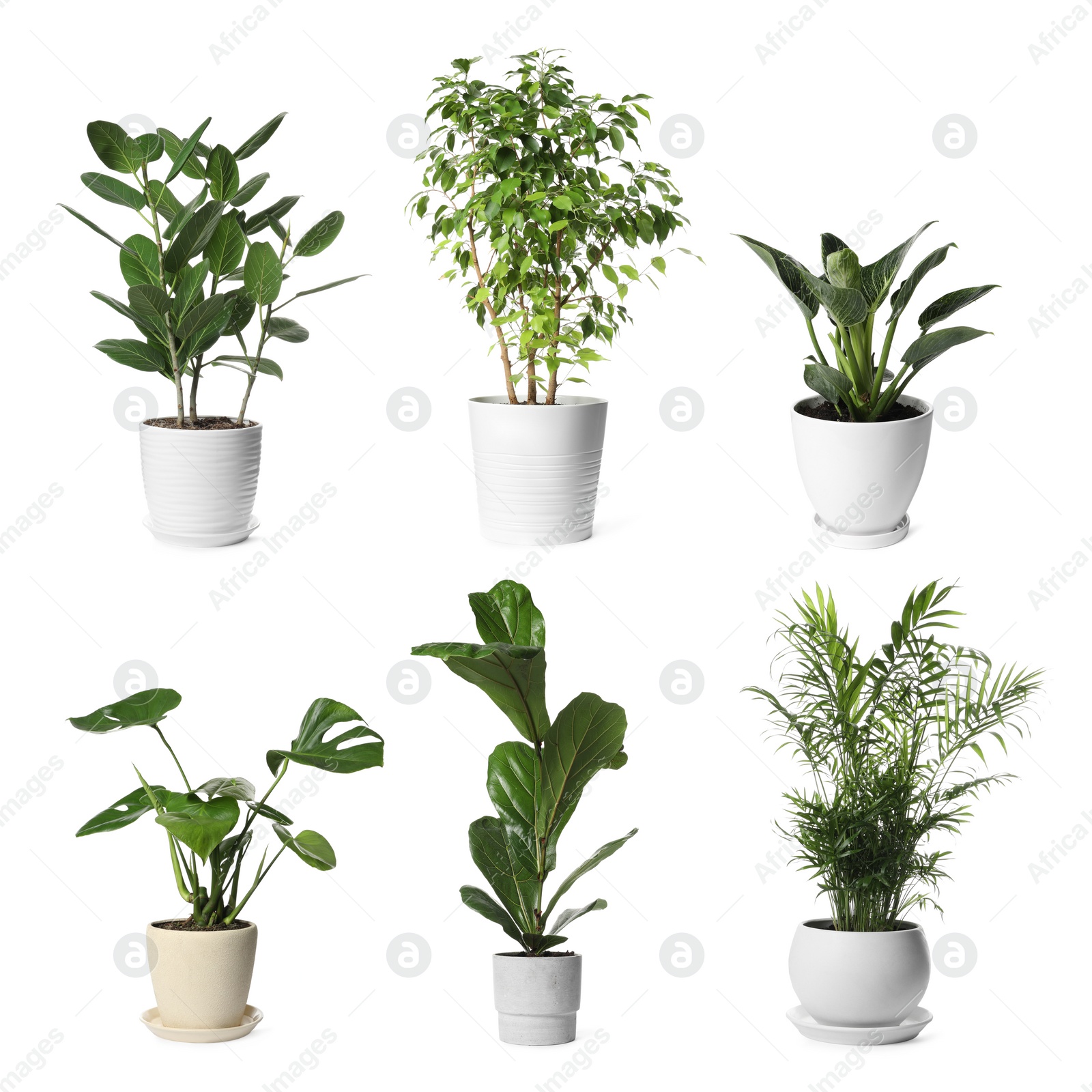 Image of Collage with different potted plants on white background. House decor