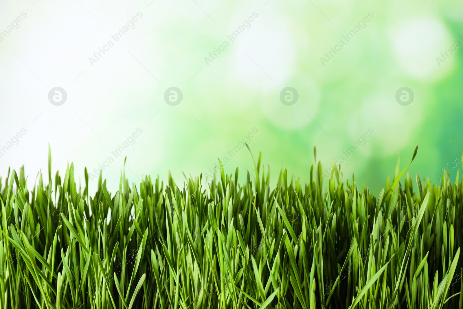 Photo of Fresh spring grass on blurred background, space for text