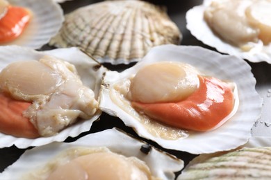 Photo of Fresh raw scallops with shells on table, closeup