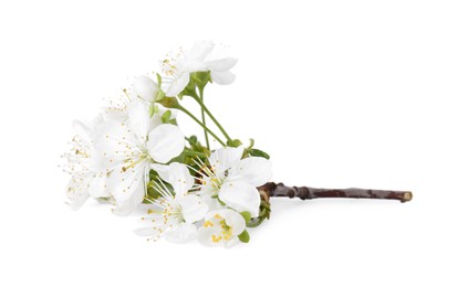 Photo of Spring branch with beautiful blossoms and leaves isolated on white