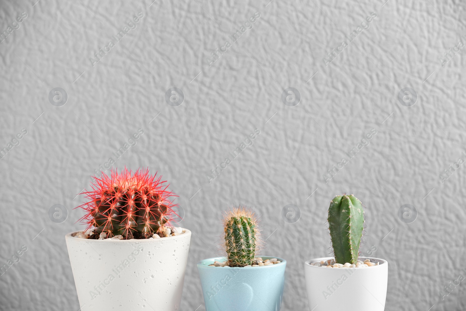 Photo of Beautiful cactuses in pots on color background