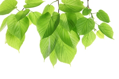 Branch with green leaves on white background