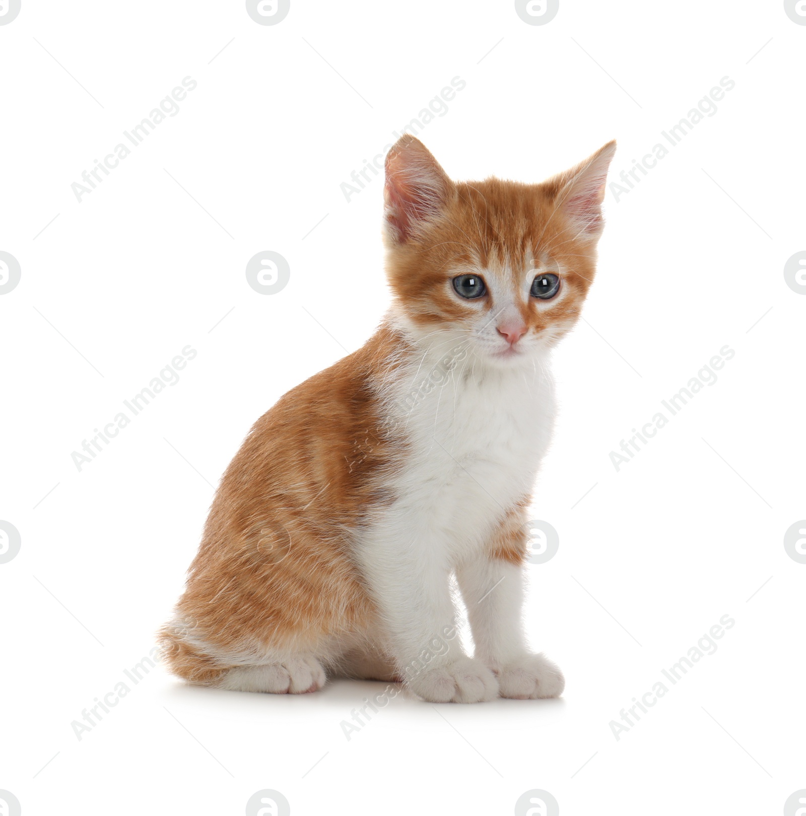 Photo of Cute little kitten sitting on white background