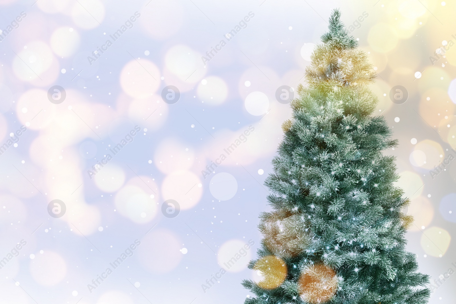 Image of Beautiful Christmas tree on light background, space for text. Bokeh effect