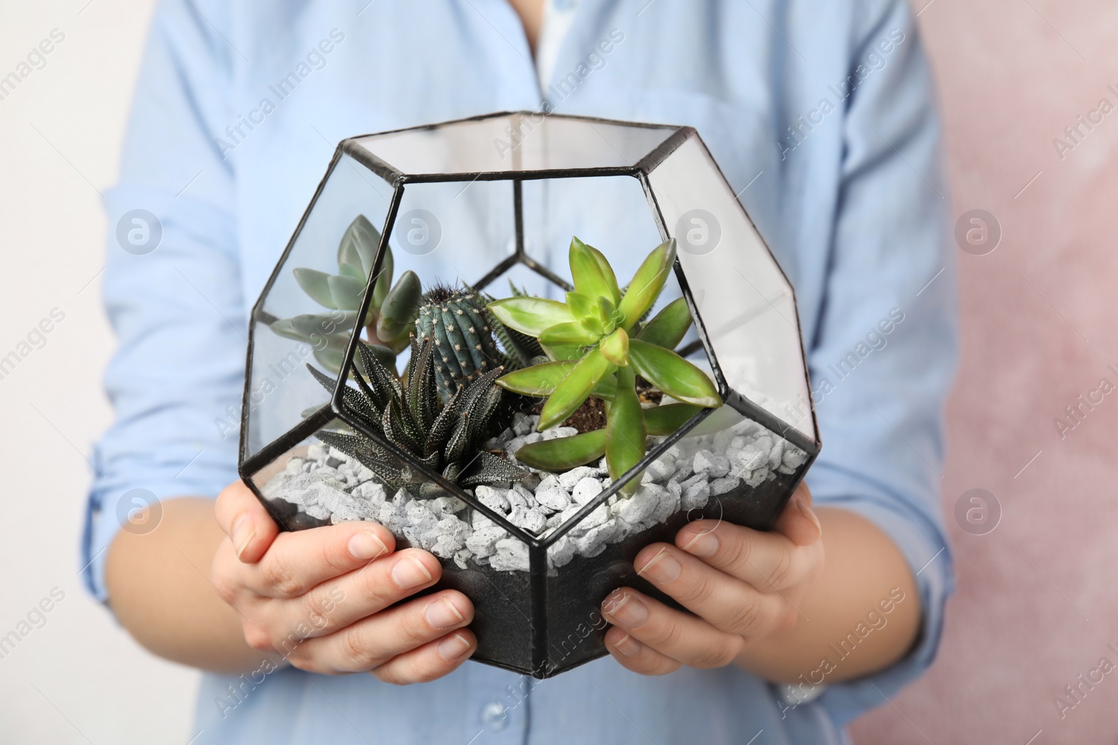 Photo of Young woman holding florarium with different succulents on color background, closeup