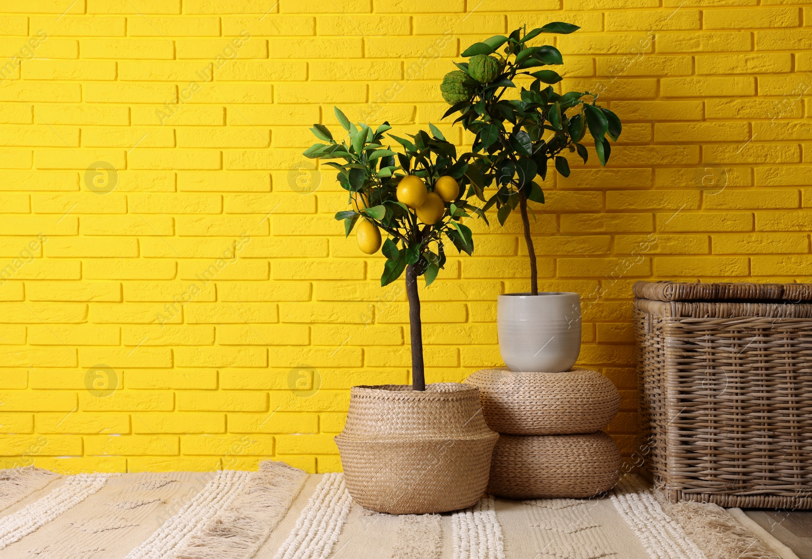 Photo of Idea for minimalist interior design. Small potted bergamot and lemon trees with fruits near bright yellow brick wall, space for text