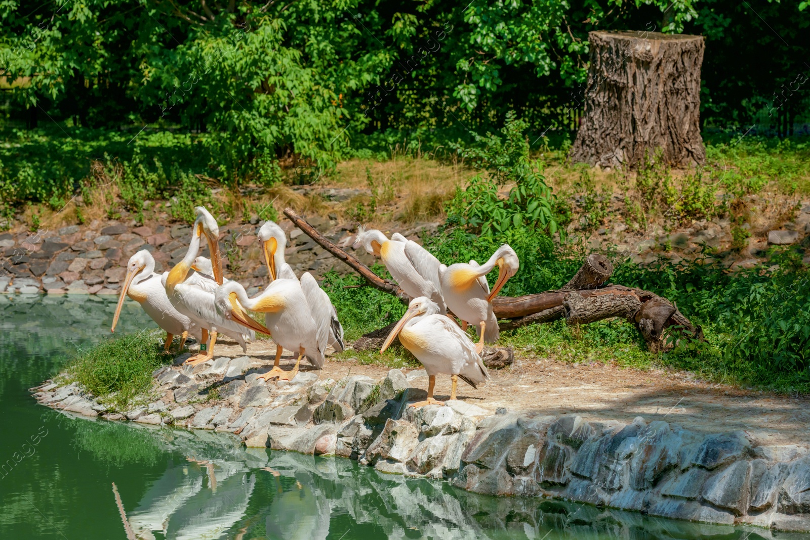 Photo of Beautiful white pelicans in zoo on sunny day