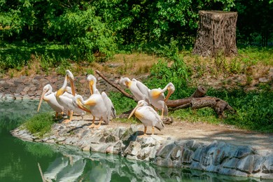 Photo of Beautiful white pelicans in zoo on sunny day