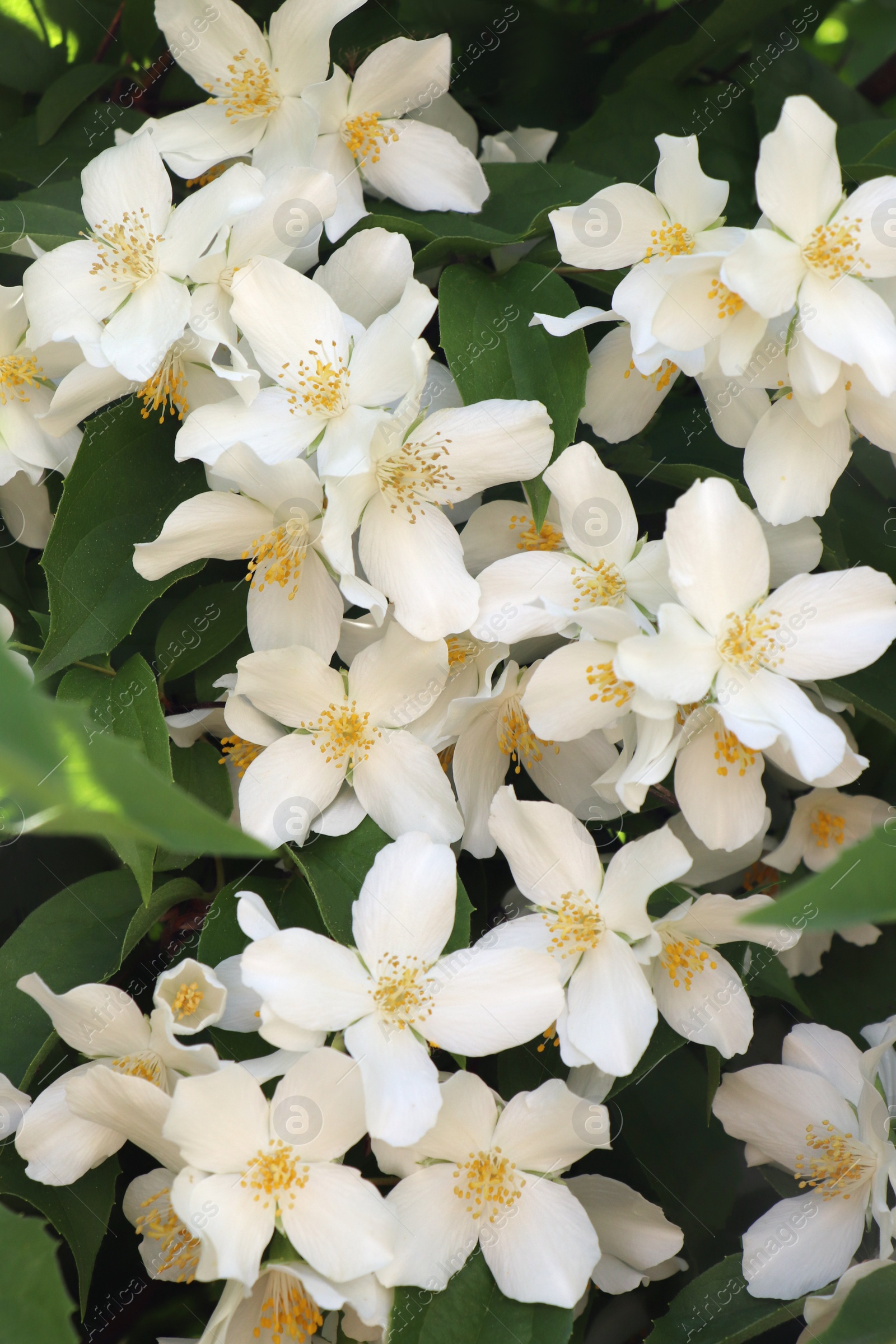 Photo of Closeup view of beautiful blooming white jasmine shrub outdoors