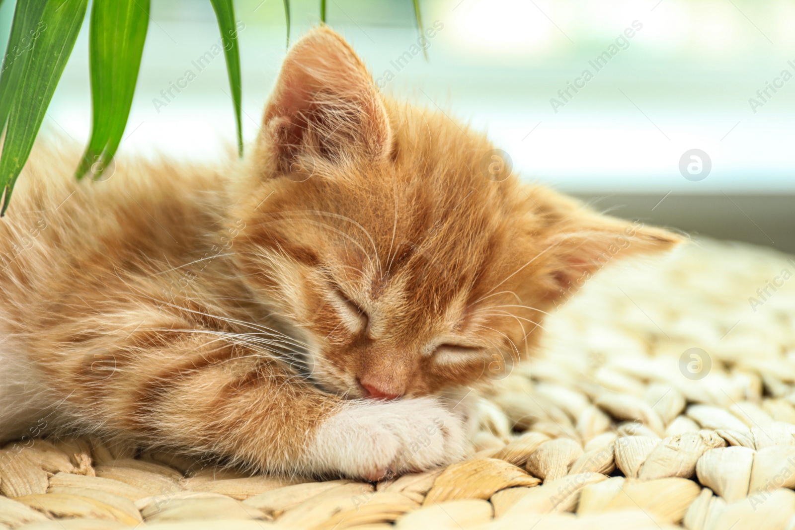 Photo of Cute little red kitten sleeping on wicker mat, closeup