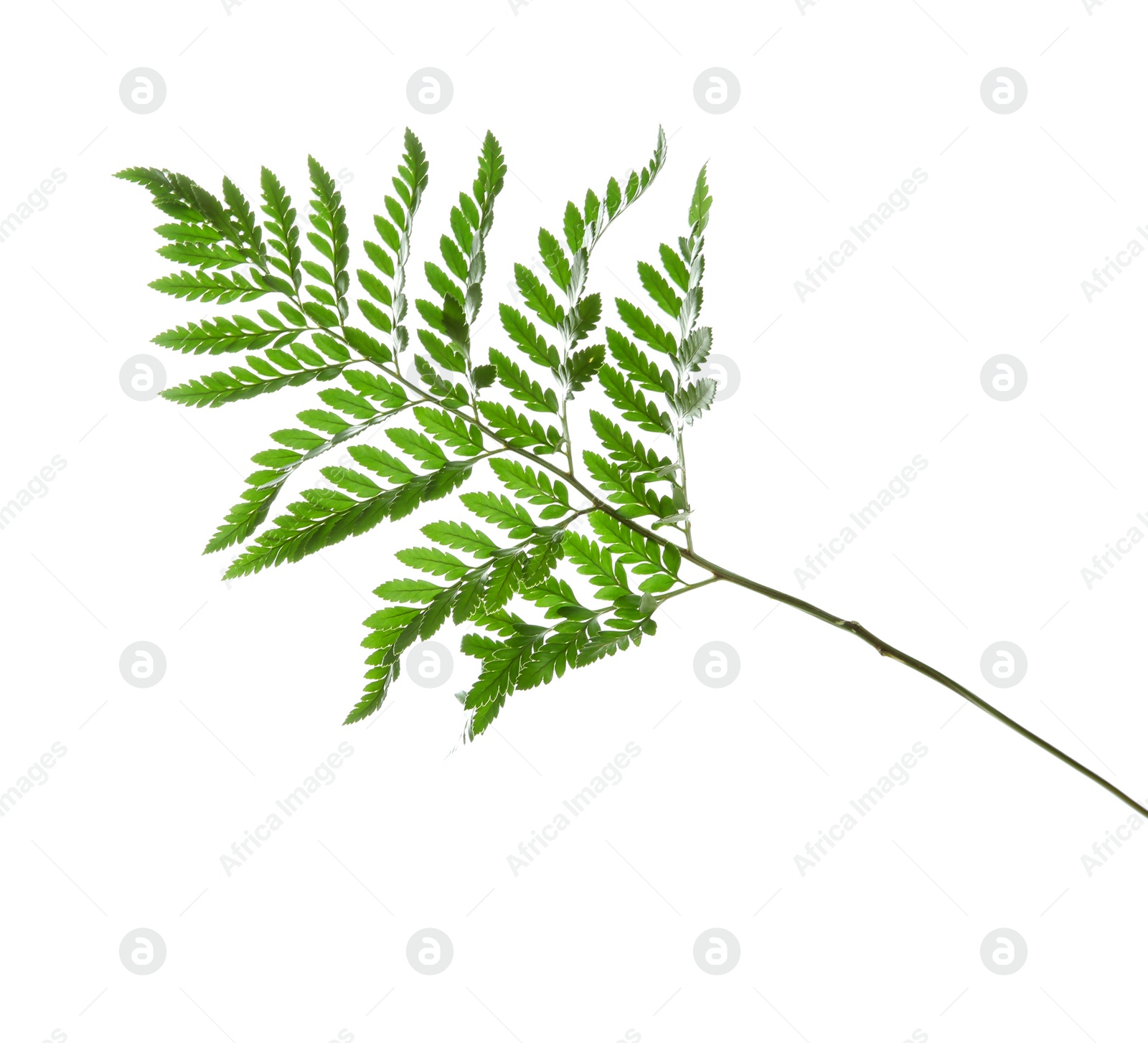 Photo of Beautiful tropical fern leaf on white background