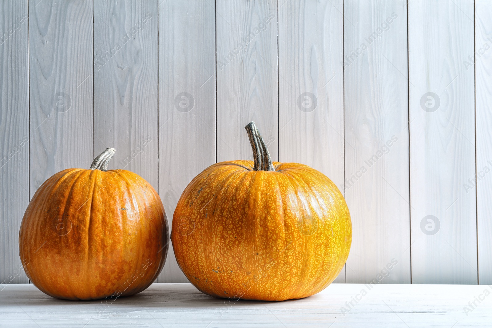 Photo of Orange pumpkins with space for text against wooden wall. Autumn holidays