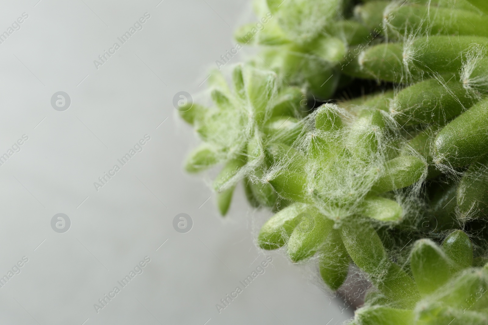 Photo of Beautiful echeverias on light grey background, closeup. Succulent plants