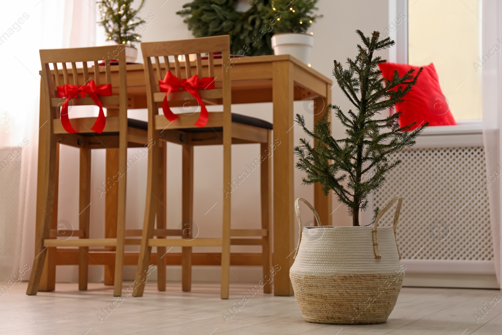 Photo of Small potted fir tree in dining room. Interior design