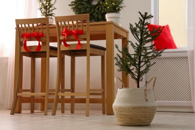 Small potted fir tree in dining room. Interior design