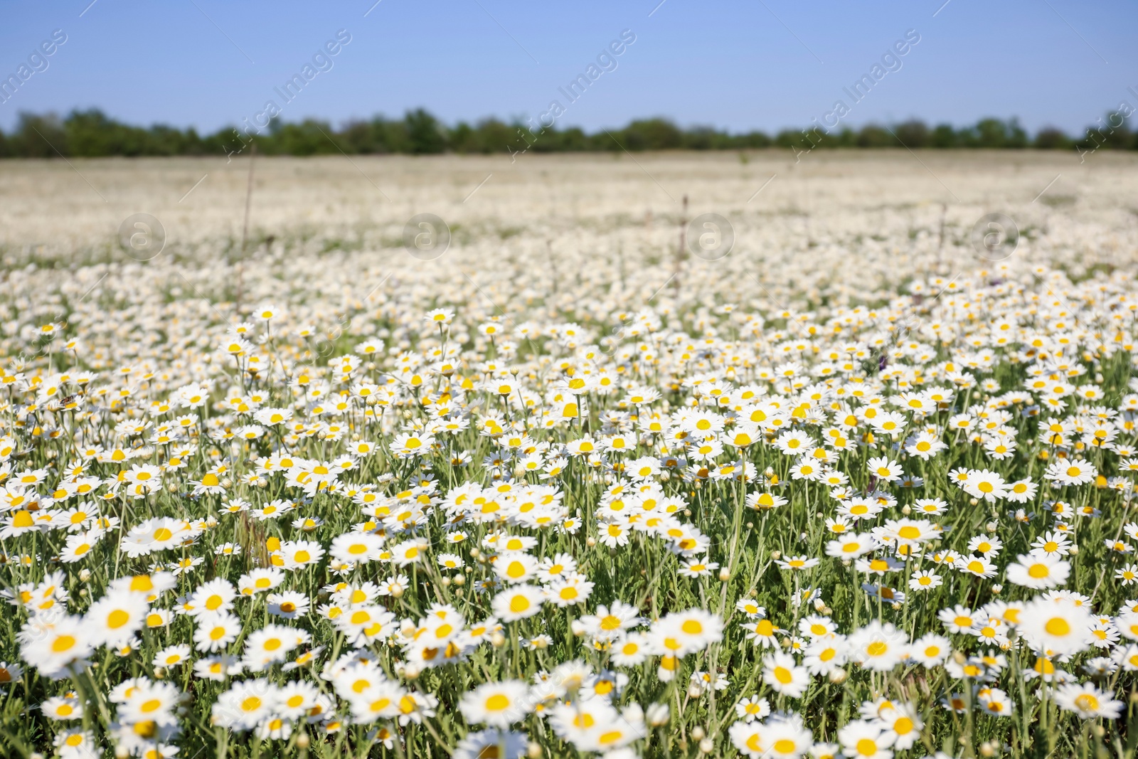 Photo of Closeup view of beautiful chamomile field on sunny day