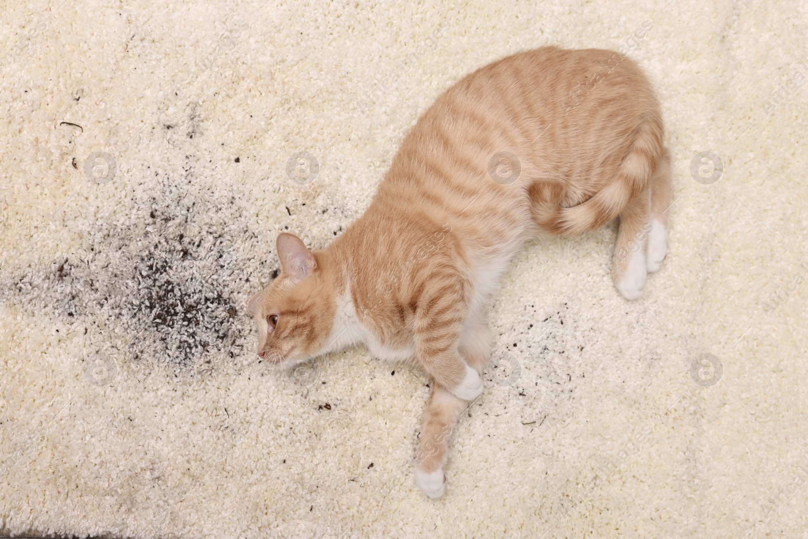 Photo of Cute ginger cat on carpet with scattered soil, top view