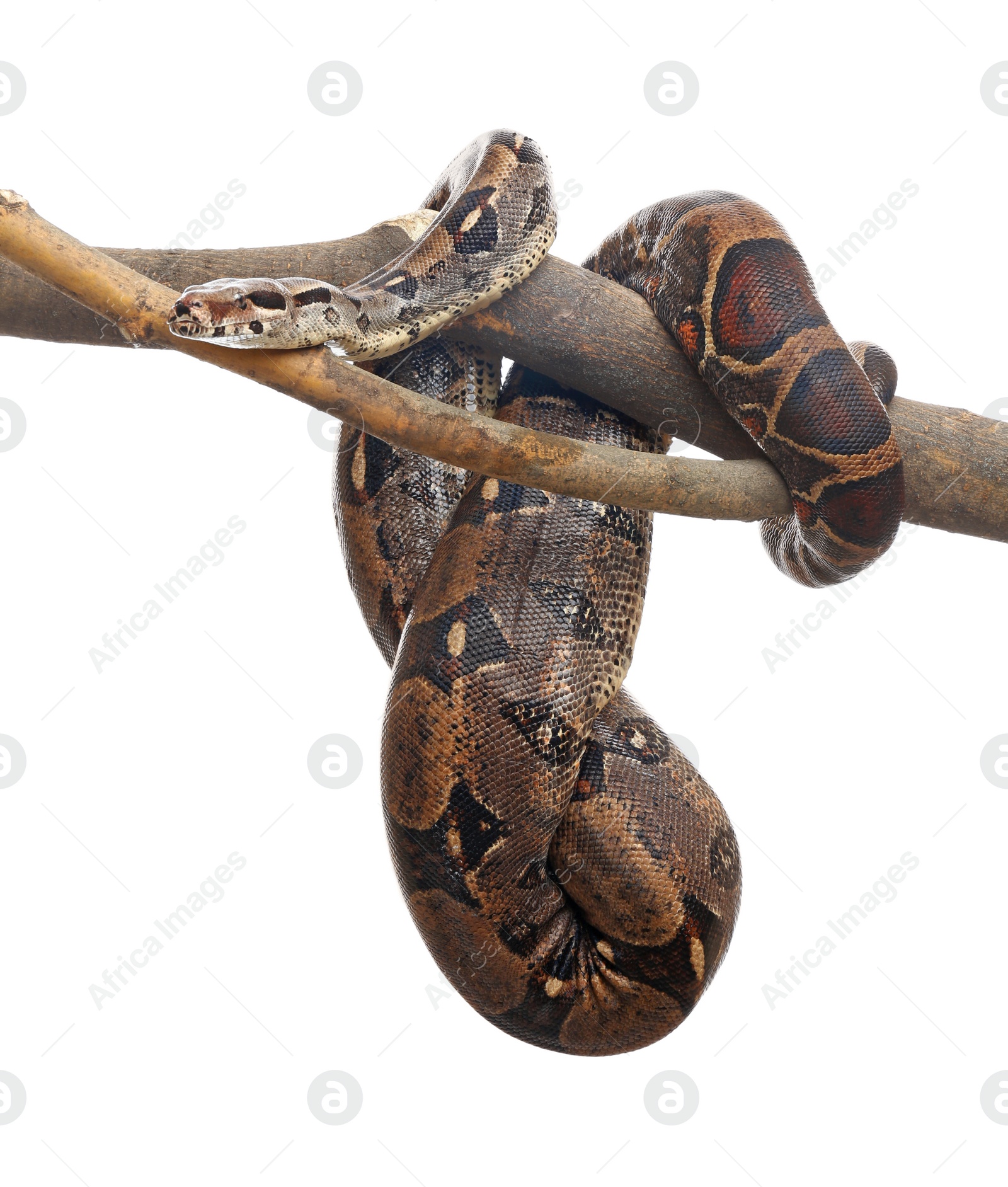 Photo of Brown boa constrictor on tree branch against white background