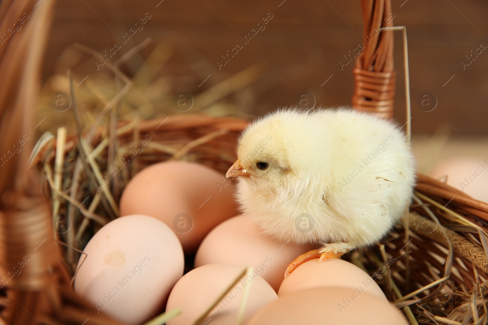 Photo of Cute chick and eggs in wicker basket on blurred background. Baby animal