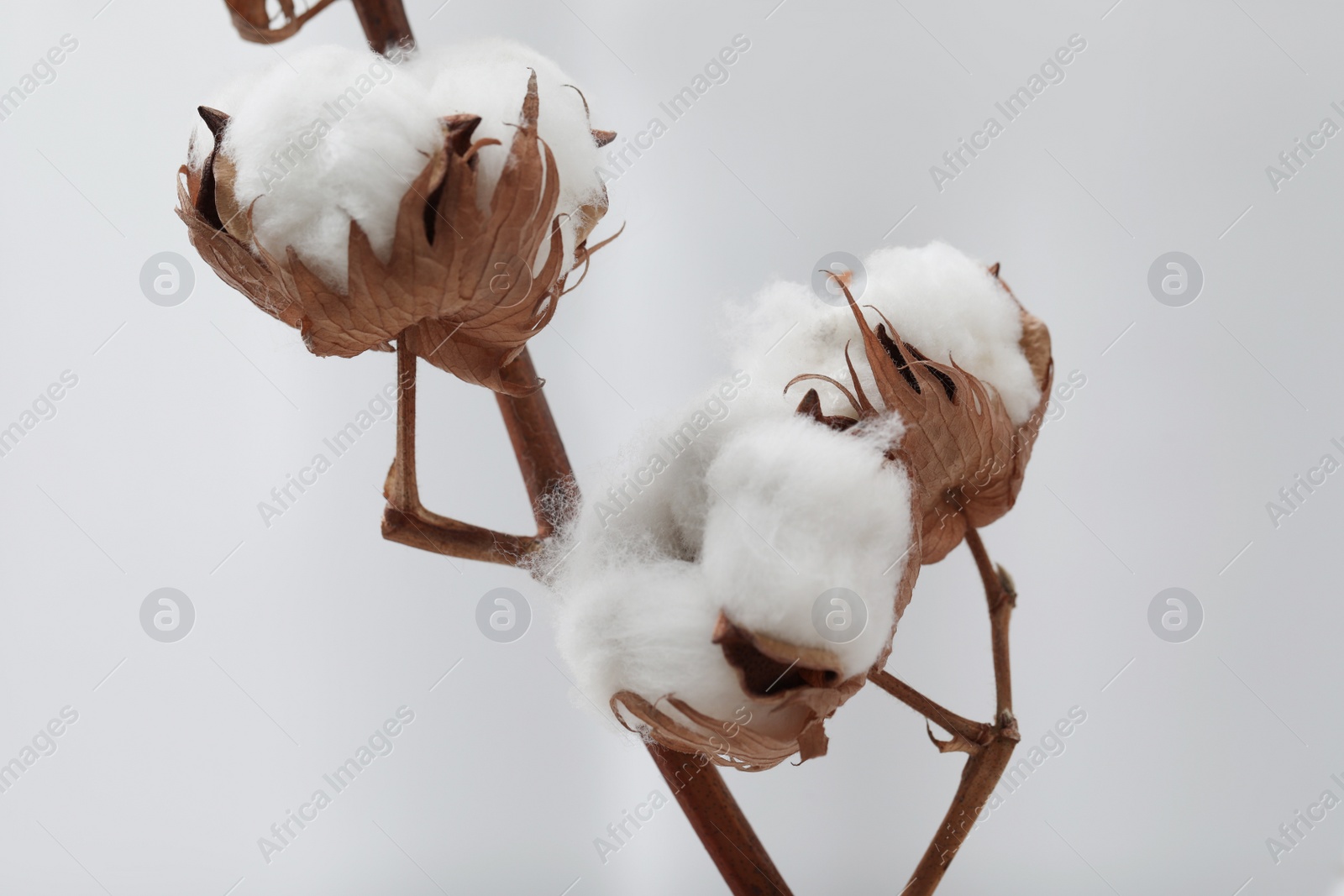Photo of Cotton branches with fluffy flowers on light background, closeup