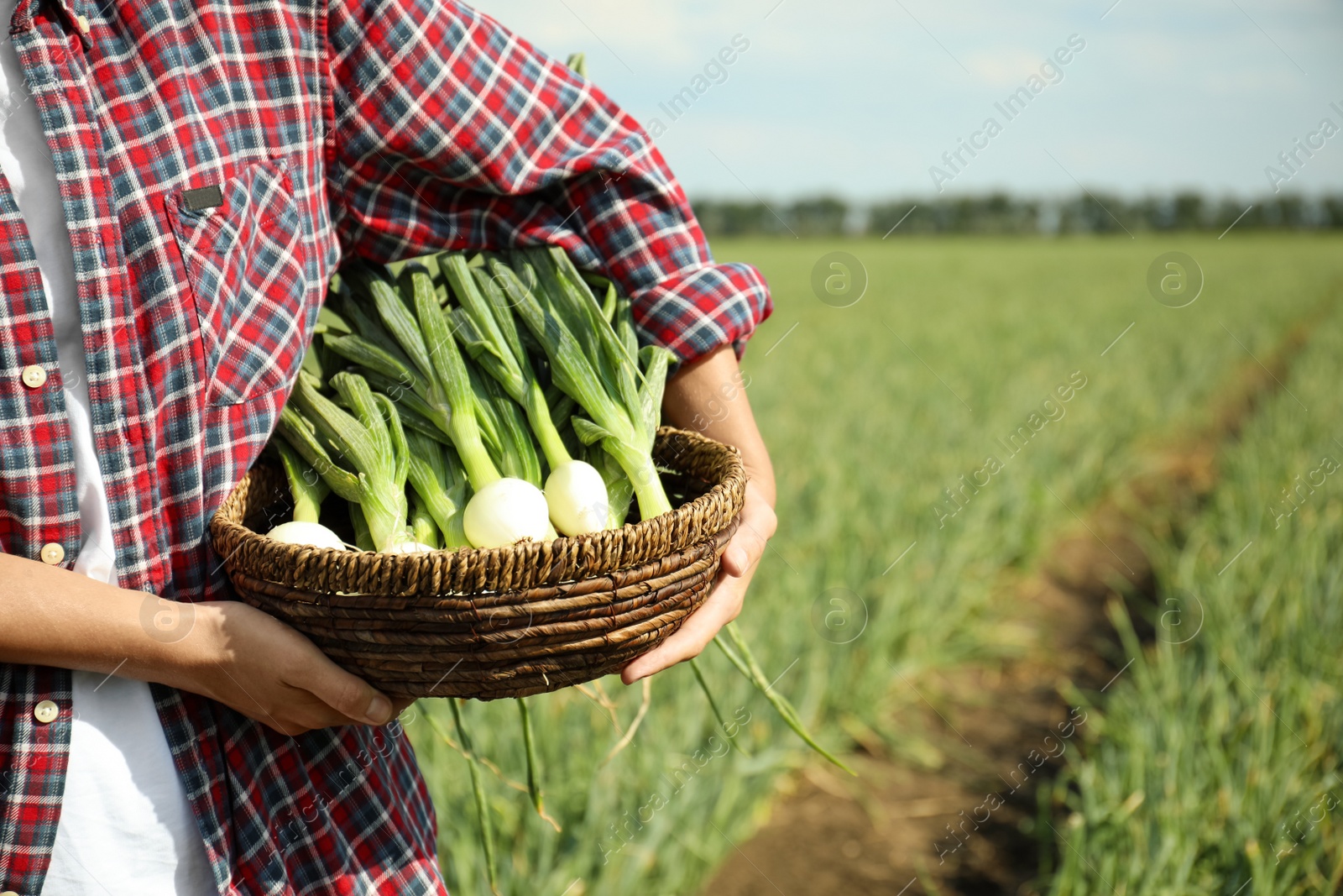 Photo of Woman holding wicker bowl with fresh green onions in field, closeup