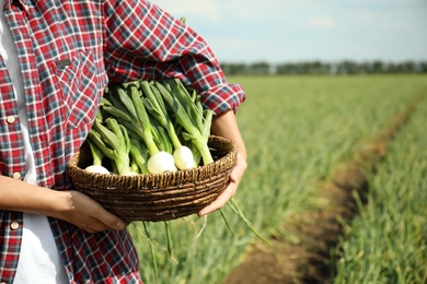 Photo of Woman holding wicker bowl with fresh green onions in field, closeup