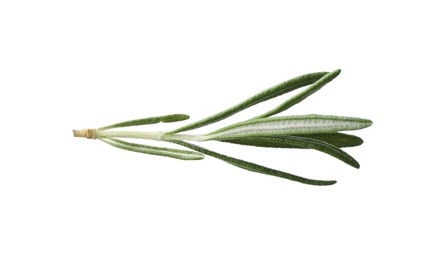 Photo of Aromatic fresh green rosemary isolated on white