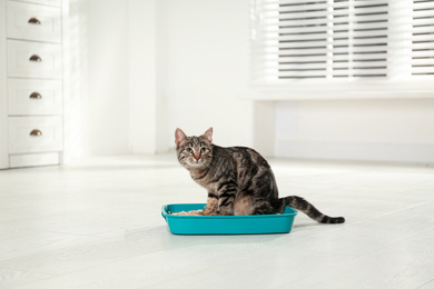 Photo of Tabby cat in litter box at home
