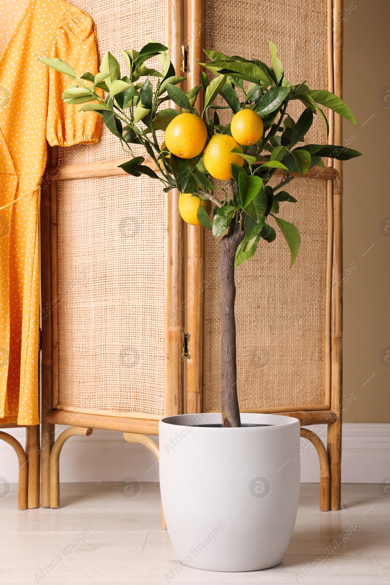 Photo of Idea for minimalist interior design. Small potted lemon tree with fruits near folding screen indoors