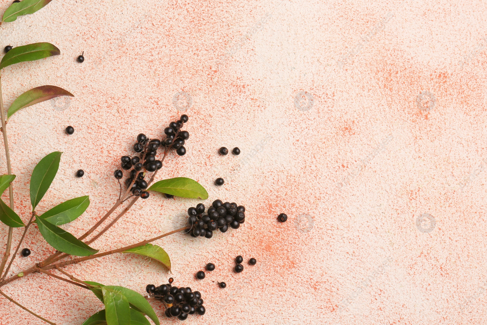 Photo of Green privet leaves and black berries on beige textured background, flat lay. Space for text