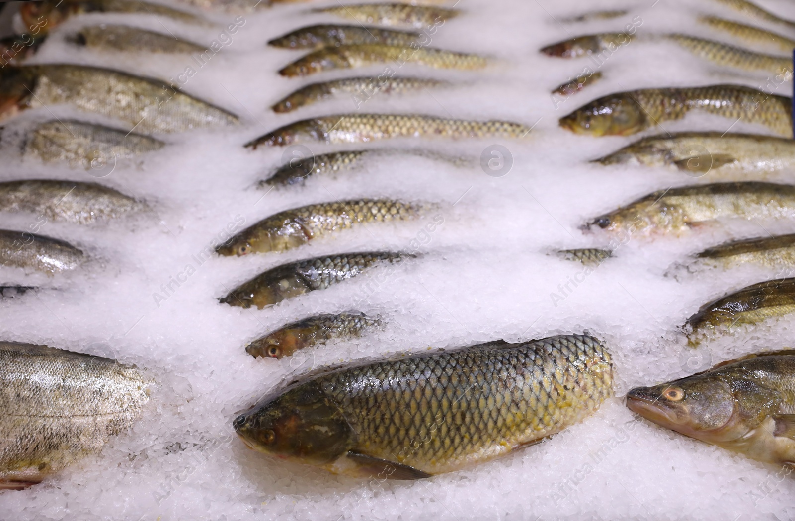 Photo of Fresh fish on display with ice at wholesale market