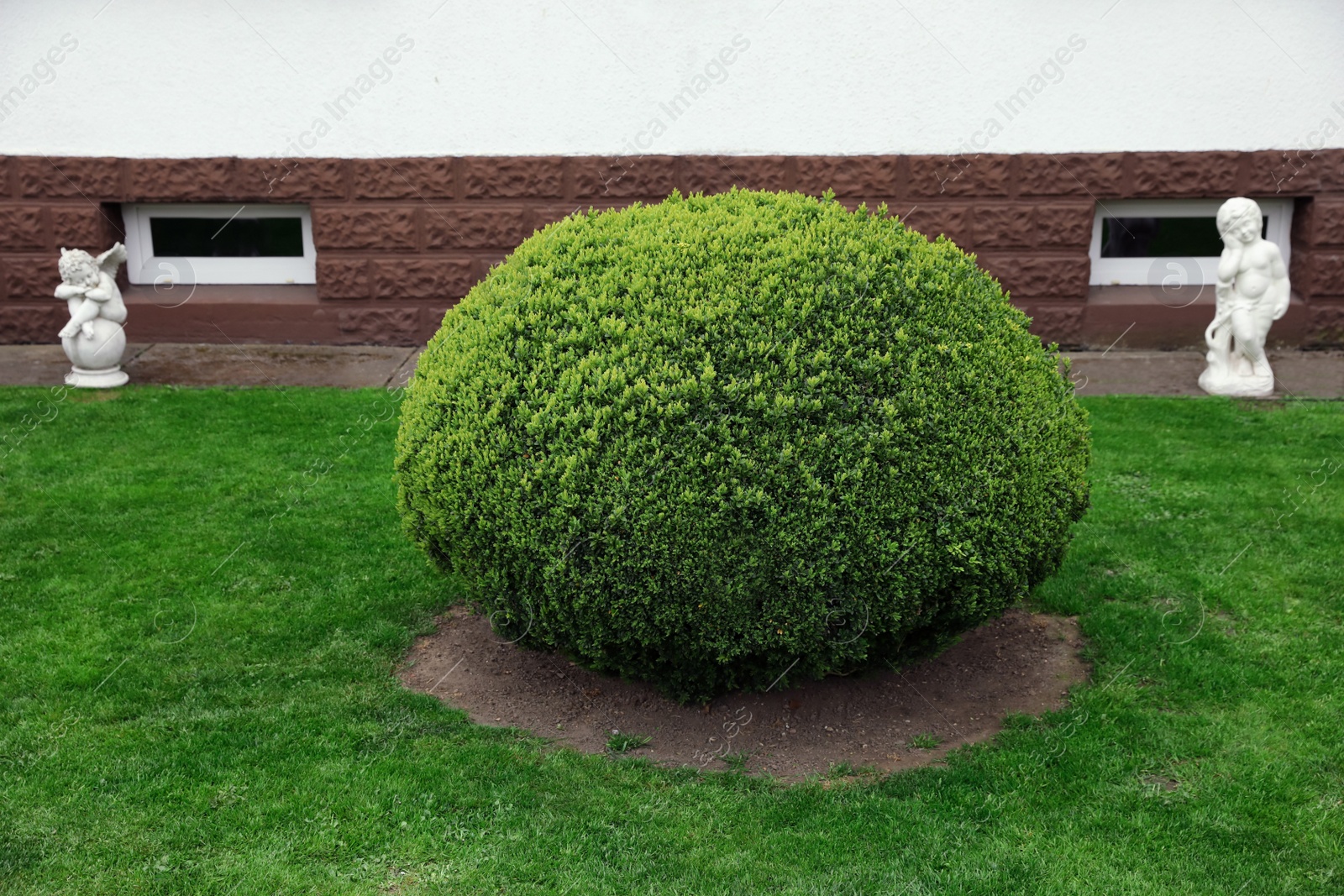 Photo of Beautifully trimmed green conifer shrub in backyard of house