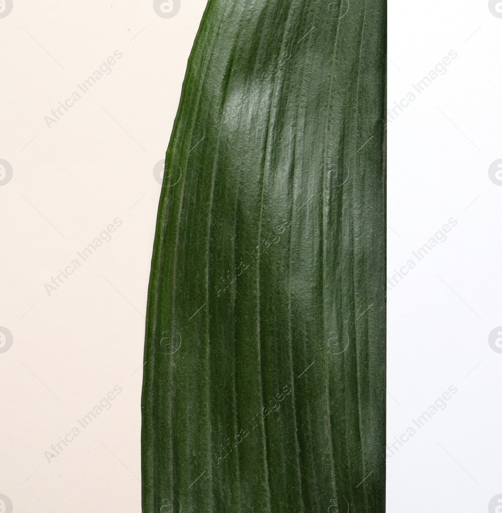 Photo of Creative composition with tropical leaf and card on white background, top view