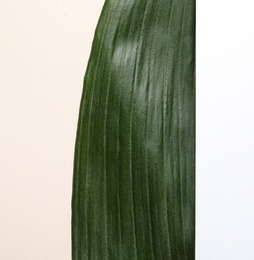 Creative composition with tropical leaf and card on white background, top view