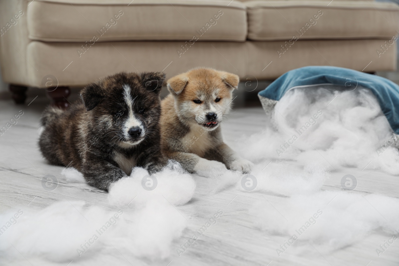 Photo of Cute Akita inu puppies playing with ripped pillow filler indoors. Mischievous dogs