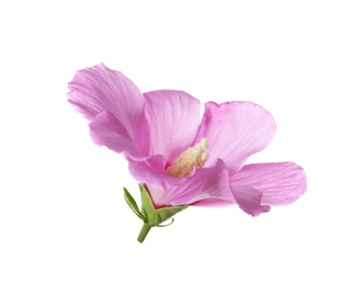 Photo of Beautiful tropical Hibiscus flower on white background