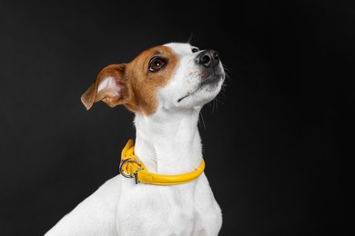 Adorable Jack Russell terrier with collar on black background