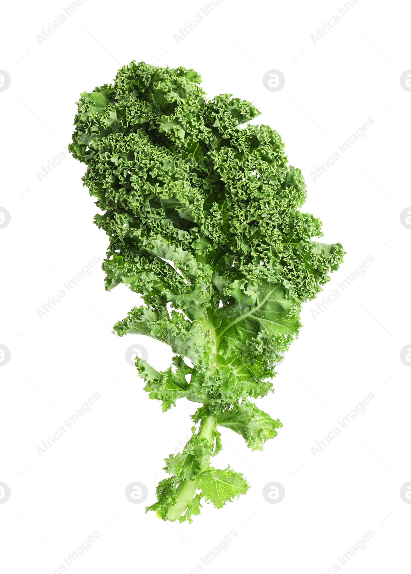 Photo of Fresh green kale leaf isolated on white