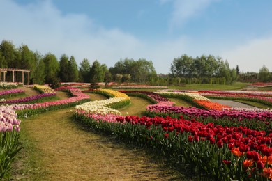 Beautiful colorful tulip flowers growing in field on sunny day