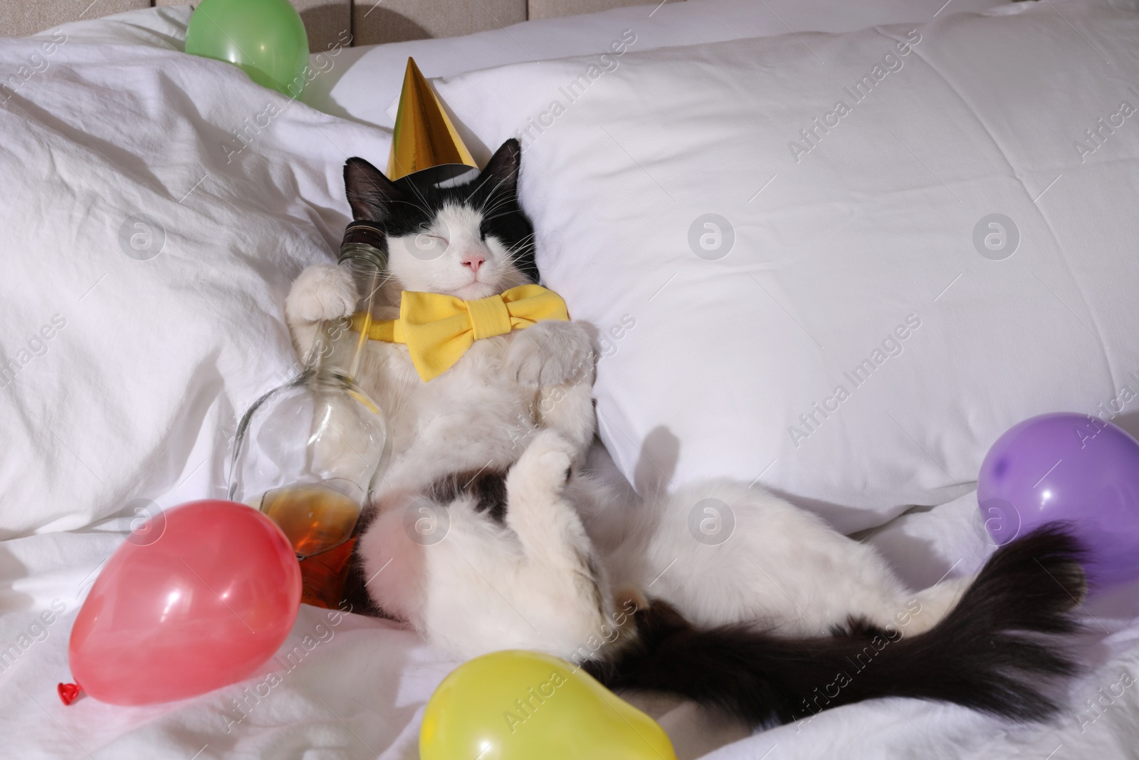 Photo of Cute cat wearing birthday hat and bow tie with bottle of whiskey on bed. After party hangover