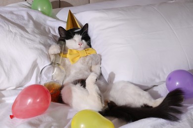 Cute cat wearing birthday hat and bow tie with bottle of whiskey on bed. After party hangover