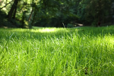 Beautiful lawn with green grass outdoors, closeup