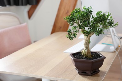 Beautiful bonsai tree in pot on wooden table indoors, space for text