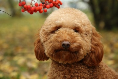 Photo of Cute fluffy dog in autumn park, closeup view