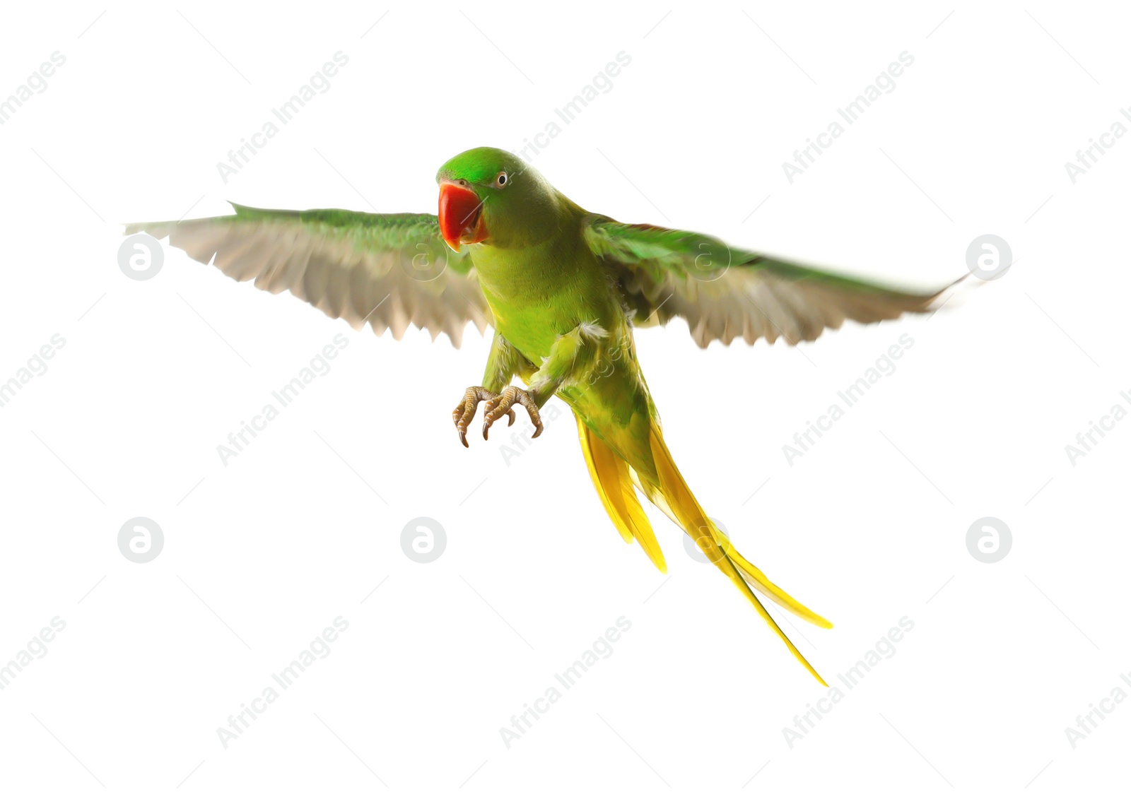 Photo of Beautiful Alexandrine parakeet flying isolated on white